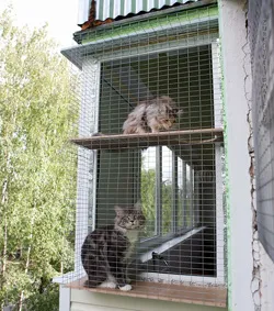 Безопасни пеша котки на балкона