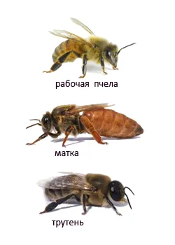 Bee biologie, structura și funcțiile vitale ale familiei de albine