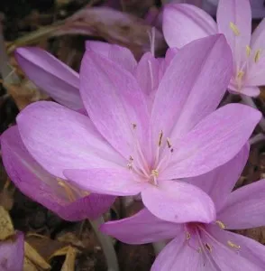 Colchicum - frumoase flori de toamnă, conac exemplar