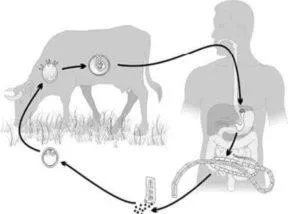 Structura teniei Bovine, habitat și ciclul de viață