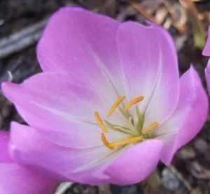 Colchicum - frumoase flori de toamnă, conac exemplar