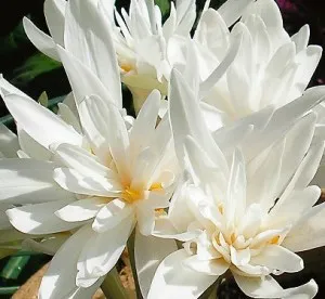 Colchicum - frumoase flori de toamnă, conac exemplar