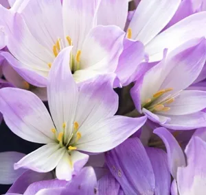 Colchicum - frumoase flori de toamnă, conac exemplar