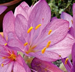 Colchicum - frumoase flori de toamnă, conac exemplar