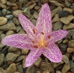 Colchicum - frumoase flori de toamnă, conac exemplar