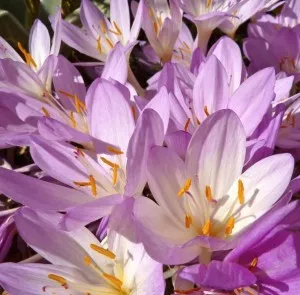 Colchicum - frumoase flori de toamnă, conac exemplar