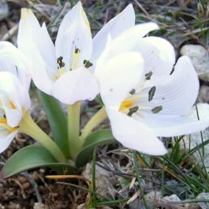 Colchicum - frumoase flori de toamnă, conac exemplar