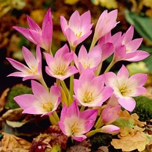 Colchicum - frumoase flori de toamnă, conac exemplar