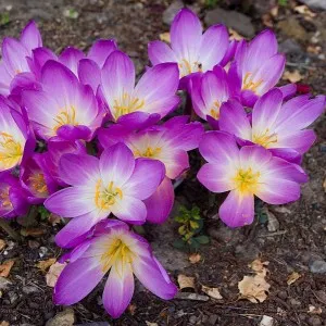 Colchicum - frumoase flori de toamnă, conac exemplar