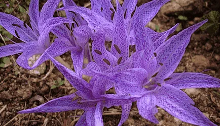 Crocus în grădină, idei frumoase pentru gradina