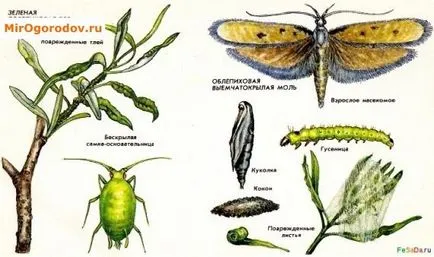 Boli de cătină simptome foto și măsuri de control și prevenire