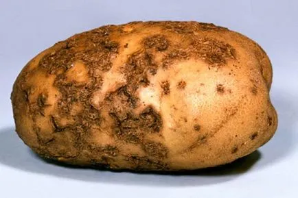 заболявания на картофи - сортове и ефективни начини за справяне с тях
