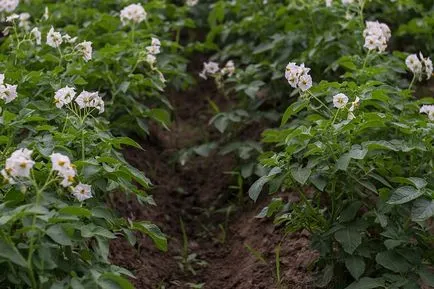 Бизнес за отглеждане на картофи с висок добив