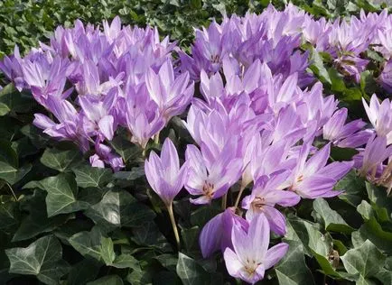 Colchicum снимки и видове, засяване и грижи за цветя