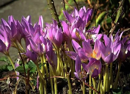 Colchicum fotók és fajok, telepítése és gondozása virág