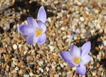 Colchicum снимки и видове, засяване и грижи за цветя