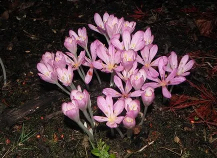 Colchicum снимки и видове, засяване и грижи за цветя