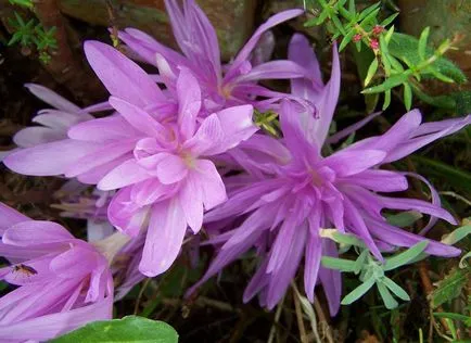 Colchicum fotók és fajok, telepítése és gondozása virág