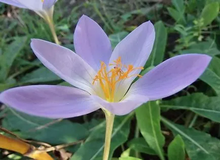 Colchicum снимки и видове, засяване и грижи за цветя