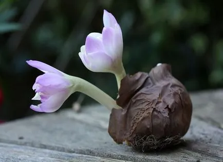 fotografii și specii Colchicum, plantare și îngrijire de flori