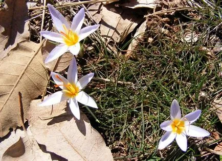 fotografii și specii Colchicum, plantare și îngrijire de flori