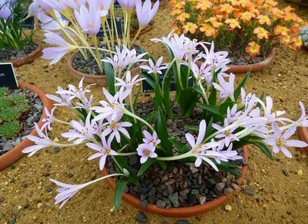 Colchicum снимки и видове, засяване и грижи за цветя