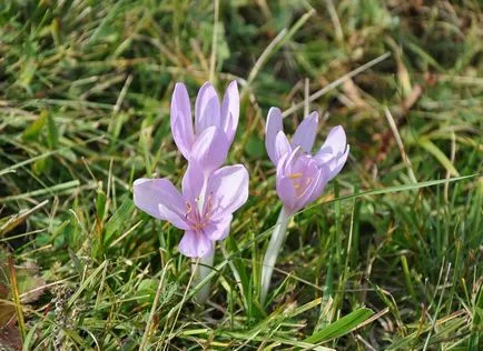 Colchicum fotók és fajok, telepítése és gondozása virág