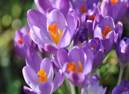 Colchicum снимки и видове, засяване и грижи за цветя