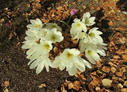 Colchicum fotók és fajok, telepítése és gondozása virág