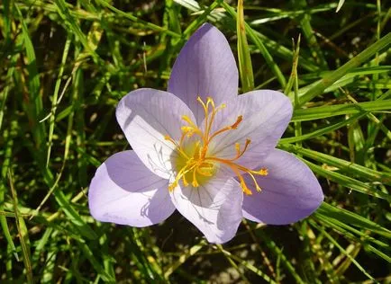 Colchicum fotók és fajok, telepítése és gondozása virág