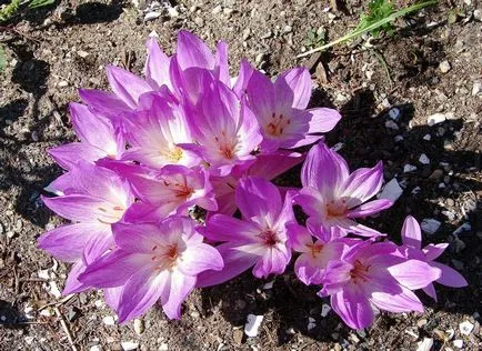 Colchicum fotók és fajok, telepítése és gondozása virág