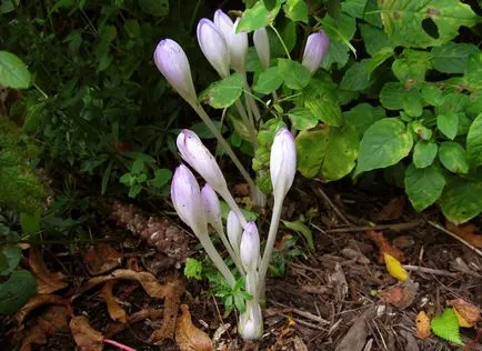 fotografii și specii Colchicum, plantare și îngrijire de flori