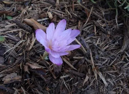 Colchicum fotók és fajok, telepítése és gondozása virág