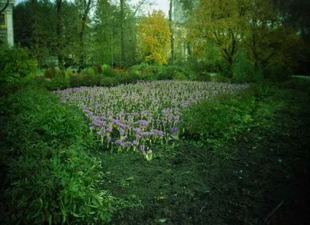 Colchicum fotók és fajok, telepítése és gondozása virág