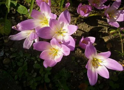 fotografii și specii Colchicum, plantare și îngrijire de flori