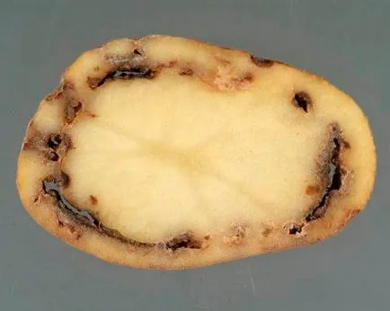 заболявания на картофи - сортове и ефективни начини за справяне с тях