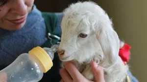 Ce să se hrănească o capră în casa de iarnă pentru a avea mai mult lapte