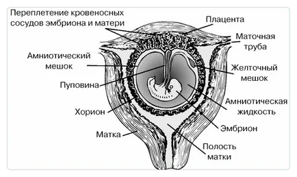 Durere în implantarea embrionului, de ce (video)