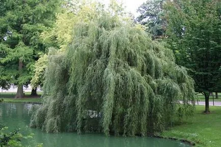 A fűz eltér fűzfa