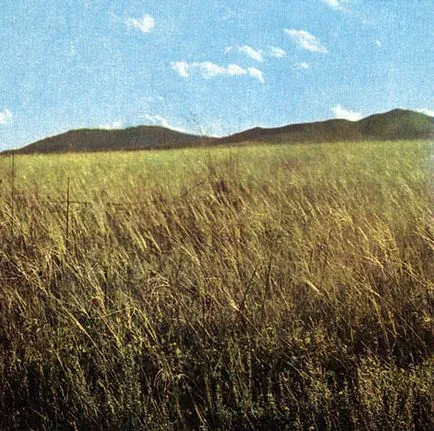 Központi Steppe 1982 Fukarek f, a Hempel, hyubel g, Schuster P, succo m