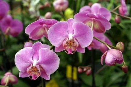 Mi a teendő, ha elhalványul orchidea, hogyan törődnek vele ebben az időszakban