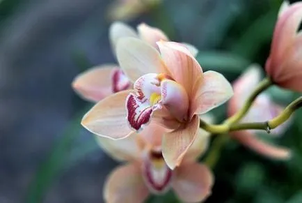 Mi a teendő, ha elhalványul orchidea, hogyan törődnek vele ebben az időszakban