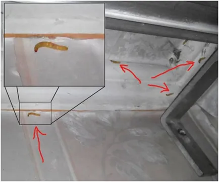 Worms pe tavan în bucătărie (viermi albi), metode de eliminare