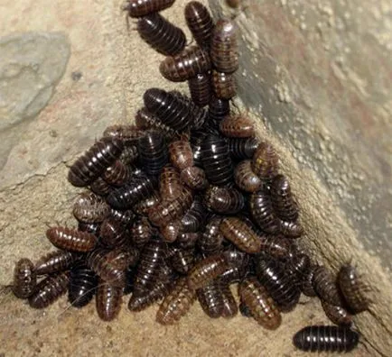 Worms в банята, за да се отървете от малки насекоми