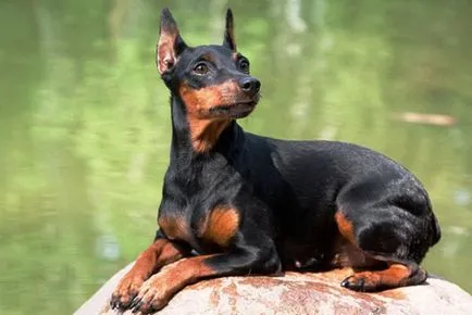 Miniature Pinscher și pinscher pitic - rasa de câine