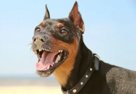 Miniature Pinscher și pinscher pitic - rasa de câine