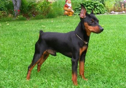 Miniature Pinscher și pinscher pitic - rasa de câine