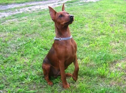 Miniature Pinscher și pinscher pitic - rasa de câine