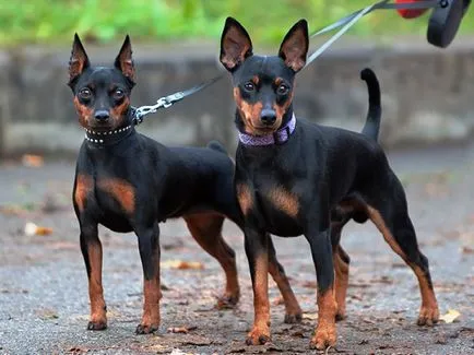 Miniature Pinscher și pinscher pitic - rasa de câine