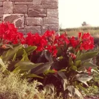 Canna floare de îngrijire indian, soiuri de la Cannes, fotografii, plante gradina